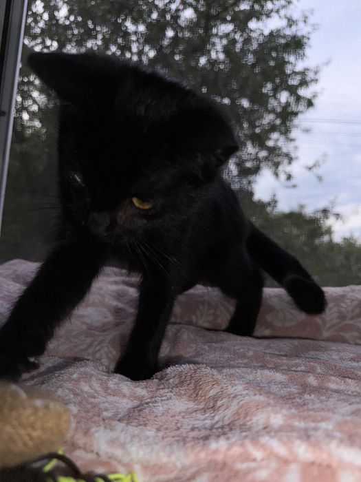 Котенок в хорошие руки