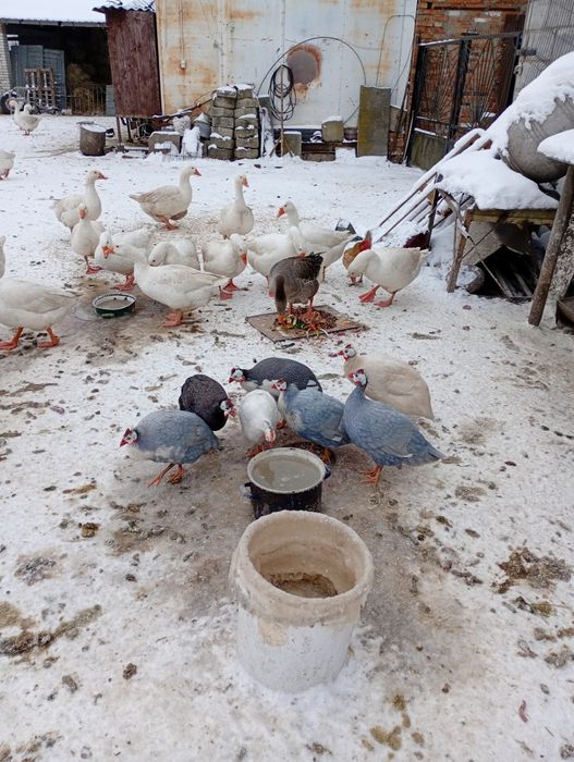 Samce perliki kolorowe.