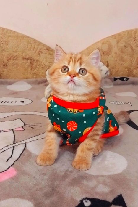 Золоте ведмежатко дівчинка шиншилка