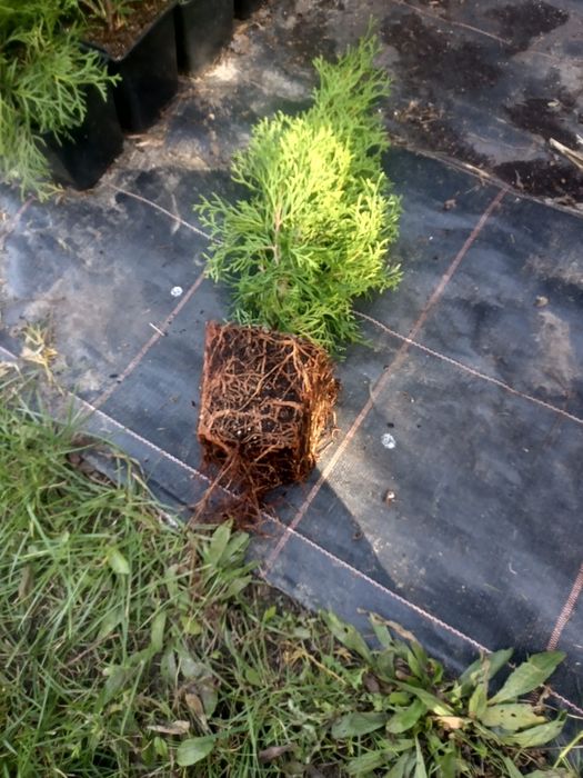 Thuja 'Smaragd' tuja szmaragd szmaragdowa