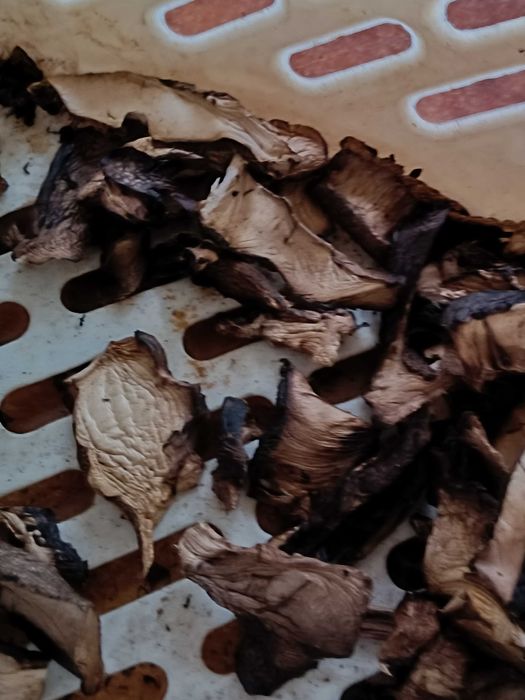 Nowosc Grzyby Suszone  SARNIAKI Polska Trufla