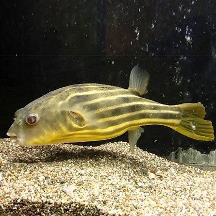 Тетрадонт фахака 18+