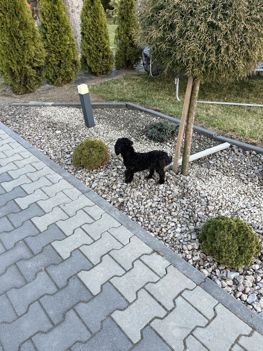 Cudowna suczka cavapoo