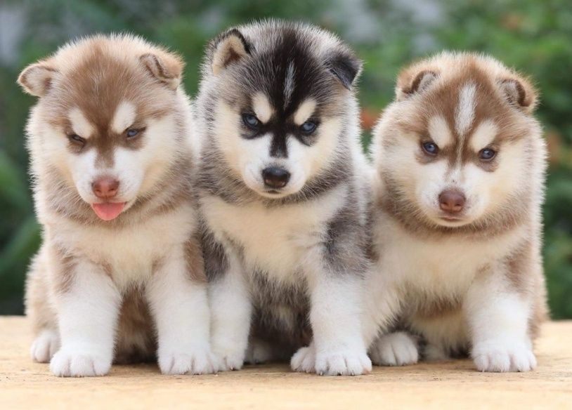 Сибирские хаски щенки