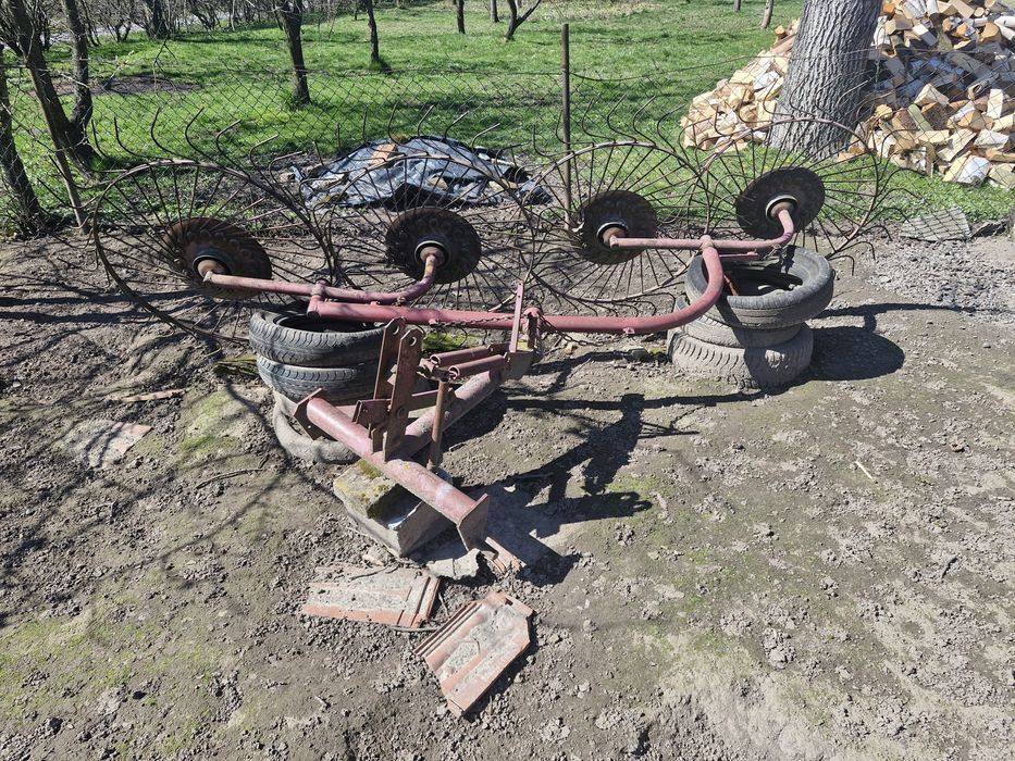 Grabarka czterogwiaździsta