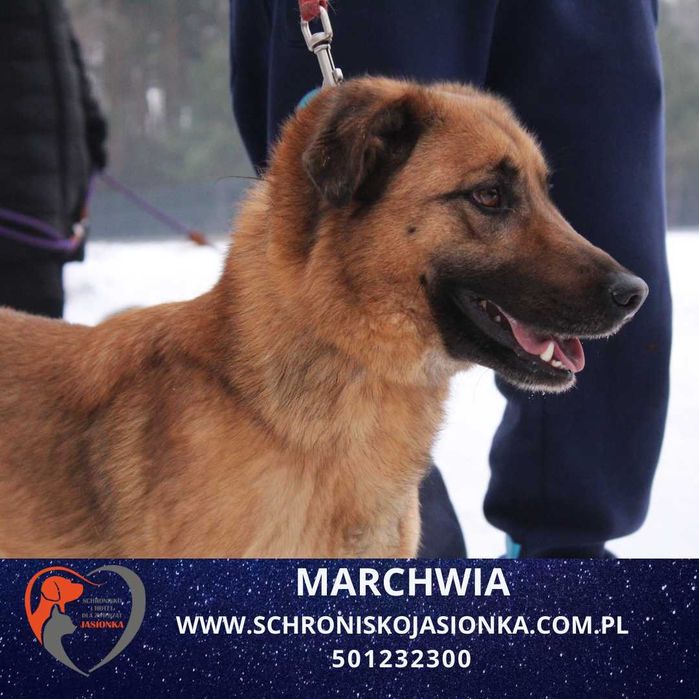 Marchwia do adopcji Schronisko Jasionka