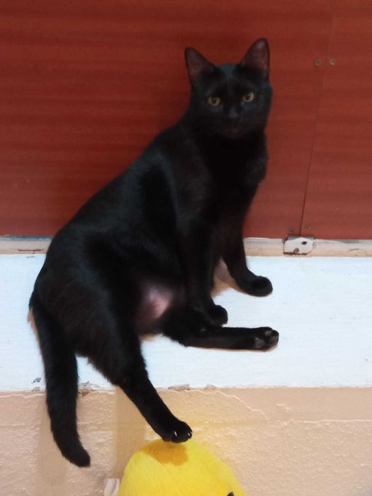 Gatinha Kali para adopção