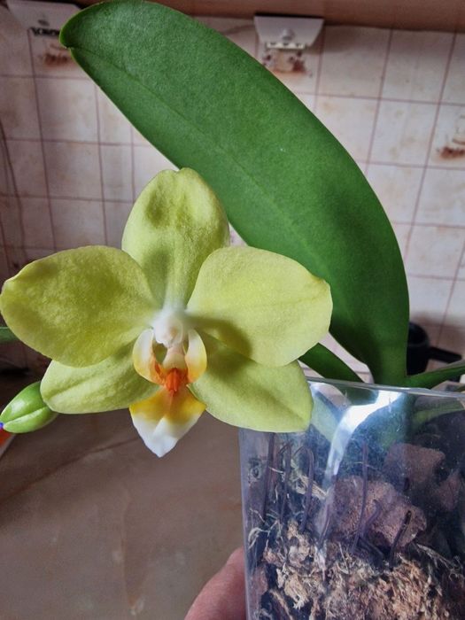 Орхідея мікі азія Амадеус