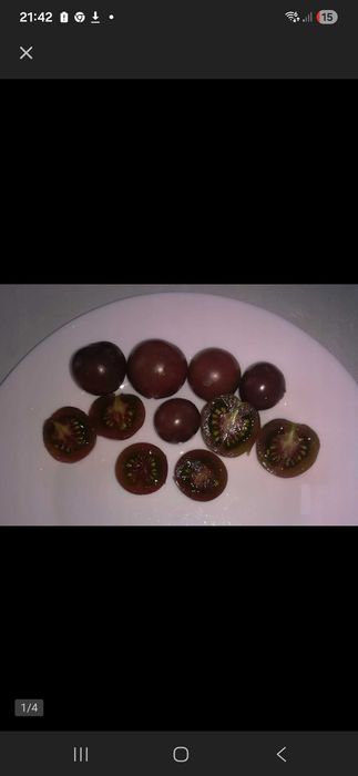 Sadzonki Pomidora i papryki