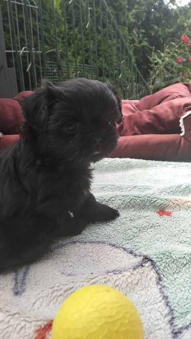 Shih Tzu czarniutkie maleństwo