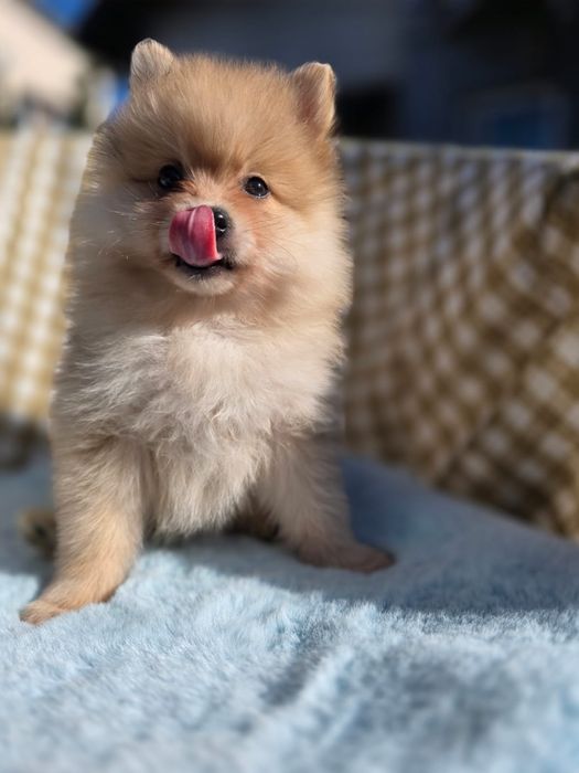 Gienek szpic miniaturowy