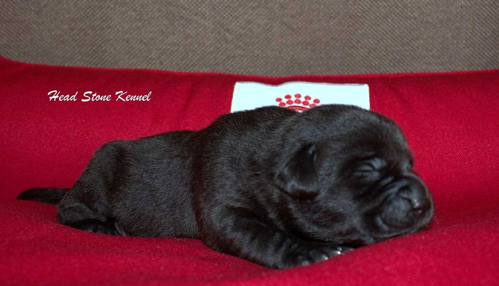 Лабрадор ретривер КСУ