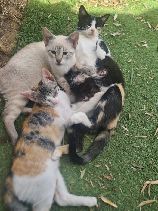 Gatinhas para adoção responsável