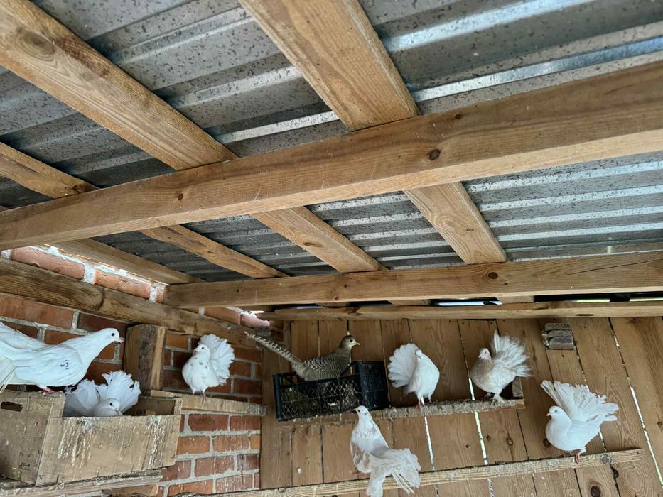 Golębie pawiki gołąb pawik