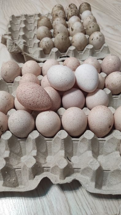 Інкубаційне яйце індиків