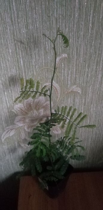 Лоропеталум, Мімоза, стреліція, кущовий філоденрон, Лівістона пальма і