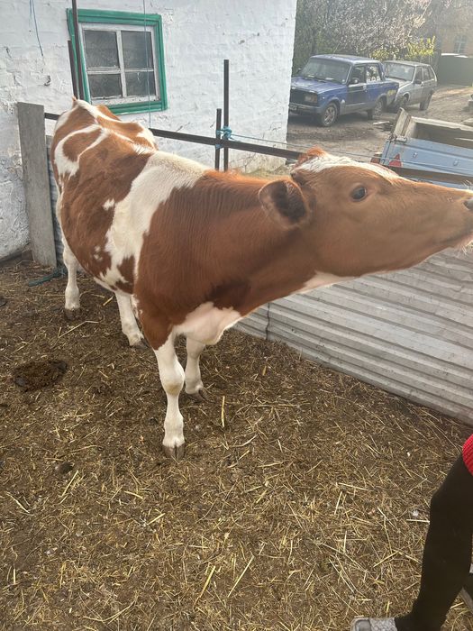 Продам телицю 8 місяців