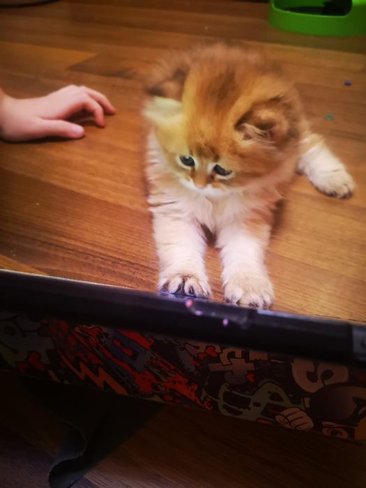 Котенок чистокровный британец