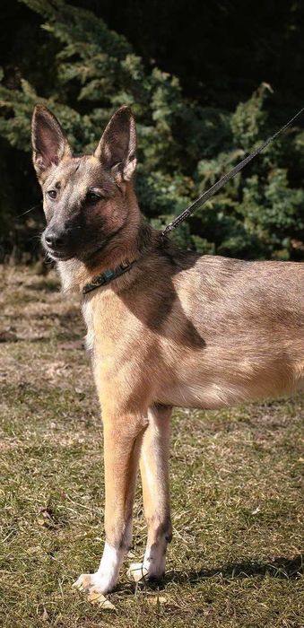 Убежала собака, метиc малинуa,помогите найти