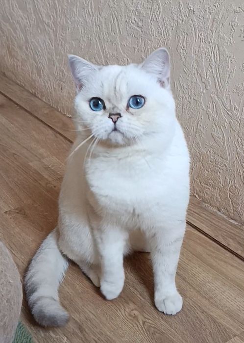 Синеглазый мальчик шиншилла поинт
