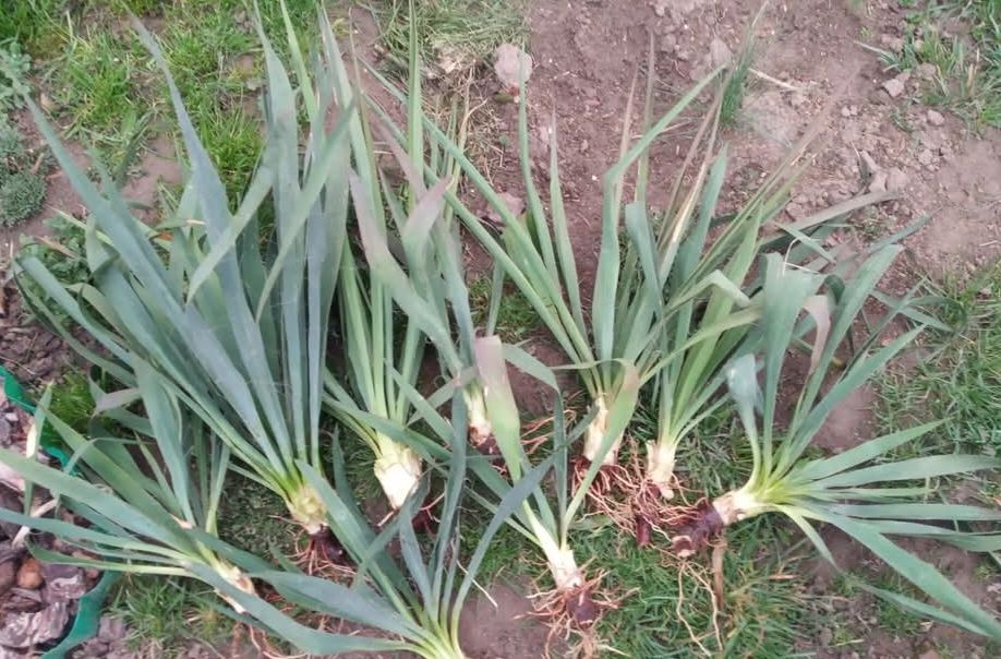 Продам гарні кущі юки