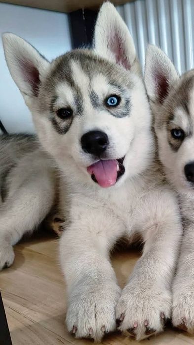 Piesek z heterochromią Siberian Husky  szczeniak zkwp fci