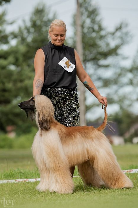 Chart afgański suczka