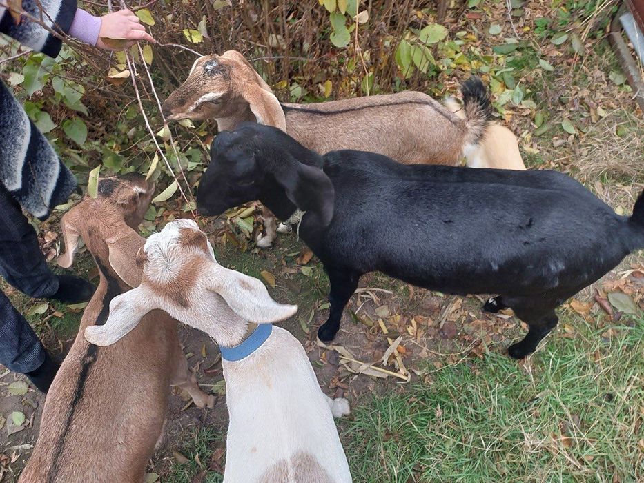 Кози Англо-Нубійські