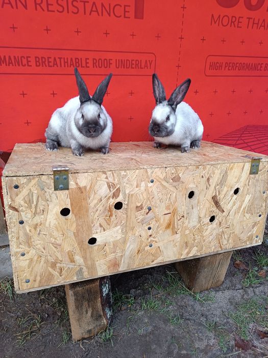 Sprzedam króliki różne