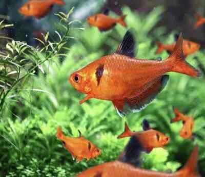 Tenho 3 Tetras Serpae