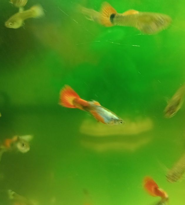 Gupiki Pawie Oko.ORANGE.Młode.