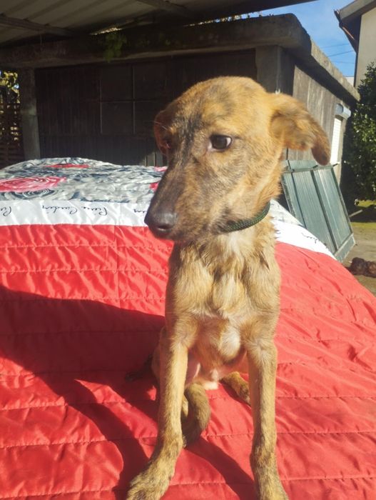 Caramelo para adoção muito responsável