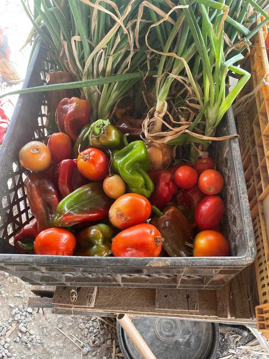 vendo verduras e legumes biologicos