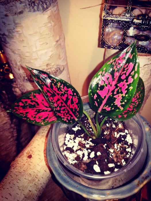 Aglaonema NOID Pink mutation variegata Monstera roślina hobby ogród