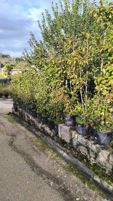 Photinia Red Robin com 1.50m até 2.25m