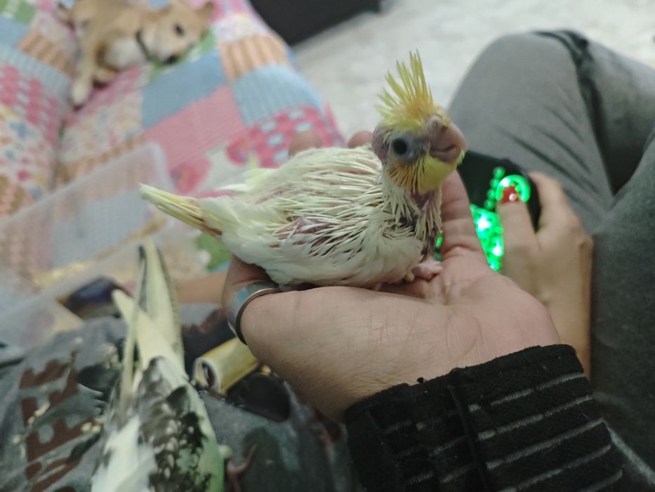Caturras bebés criar a mão