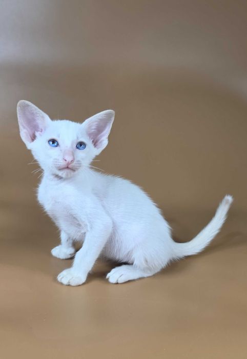 Ориентальный котенок сиамский красный мальчик Draco