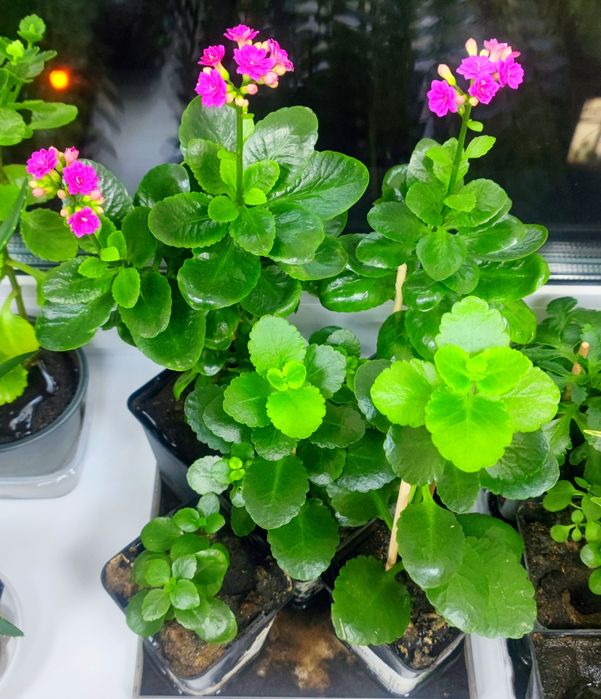 Кімнатні квіти недорого