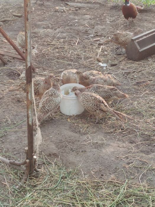 Фазани мисливські яйце 18 грн