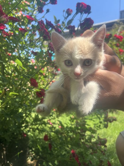Коти,кошенята (дівчатка)