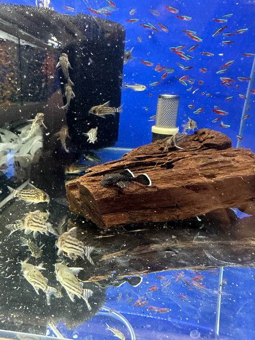 Ancistrus hoplogenys L 059 zbrojnik WF/F0