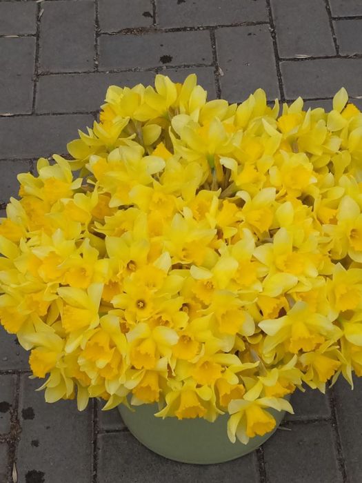 Луковицы крупных нарциссов