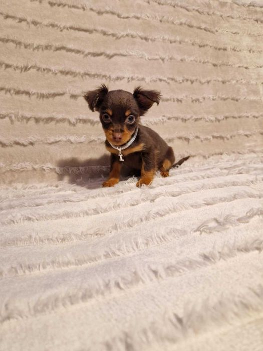 Rosyjski Toy ,piesek