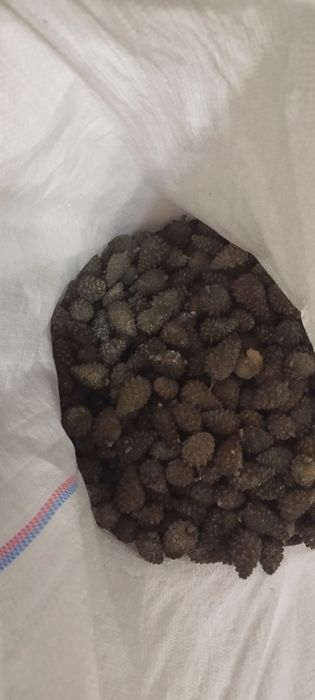 Соснові  закриті шишки( звичайна сосна) 35 грн