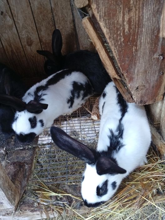 Кролики. Французький баран. Бургундські. Радянська шиншила. Строкачі.