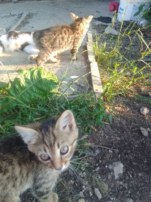 Продаються кошенята.