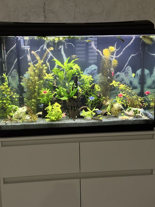 Аквариум 240л ,тумба,фильтр и т.д