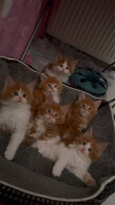 Кошенята мейн-кун