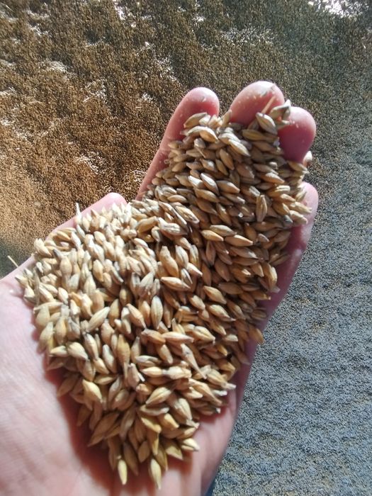 Jęczmień jary odmiana Farmer zbiór 2025, Owies