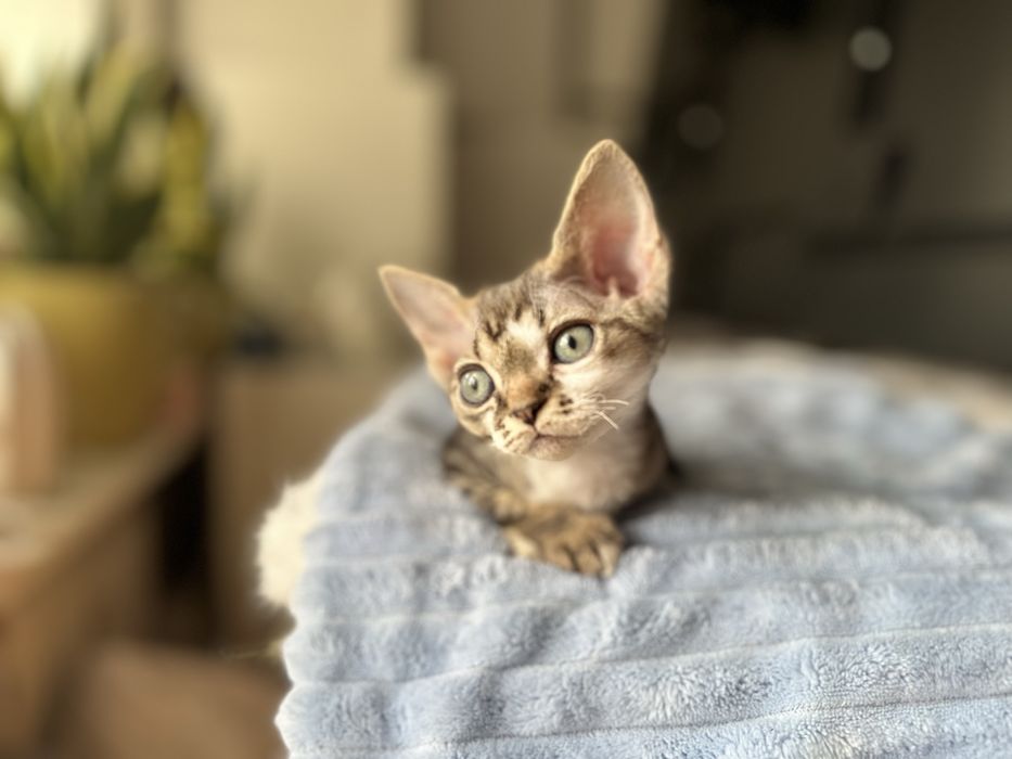 Kotka devon rex Gretta